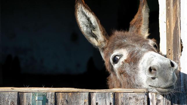 burro: Un animal inteligente