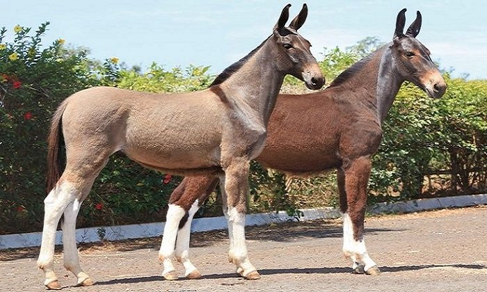 Los burros son inteligentes