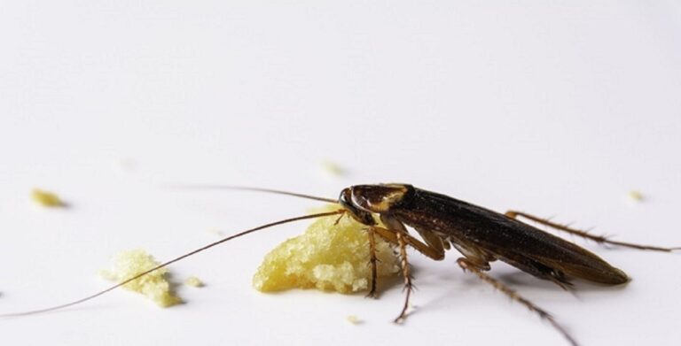 Cucarachas: conoce los repelentes naturales qué más odian