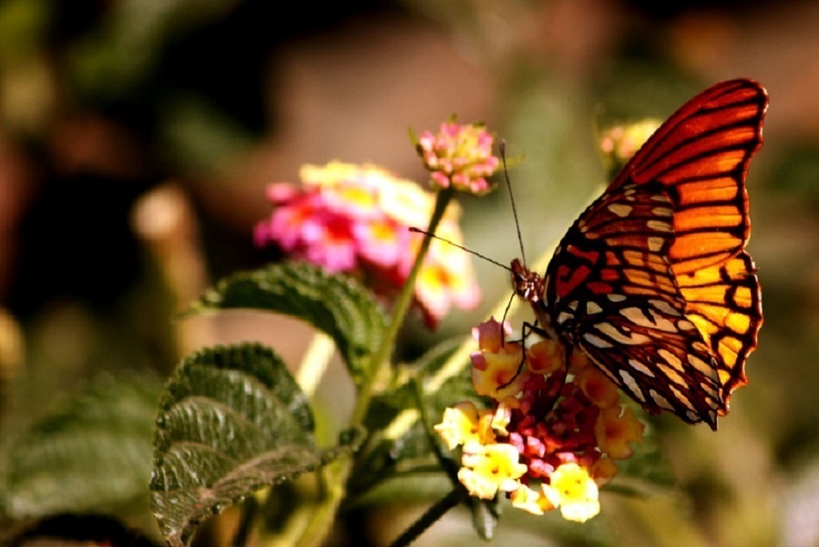 Mariposas: atraelas a tu jardín con estas hermosas plantas