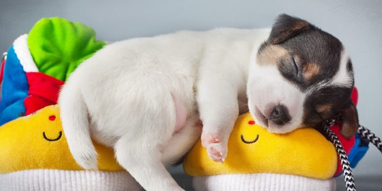 Estafas con mascotas