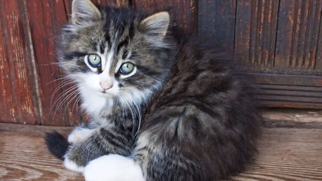 Estafas con mascotas