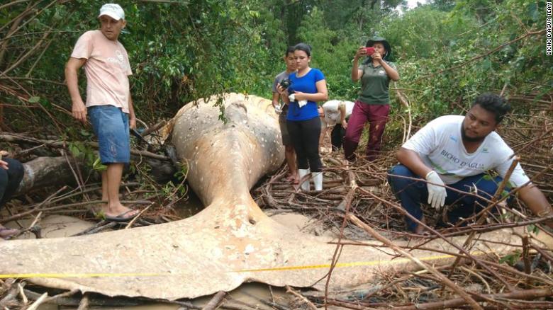 Casos de la naturaleza sin lógica