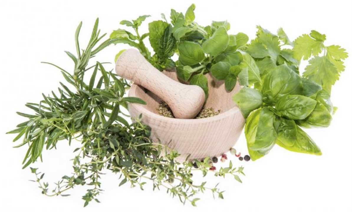 Longevidad: 5 hierbas que mantienen tu sistema inmunológico saludable