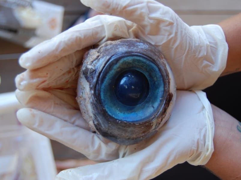 rarezas varadas en la playa