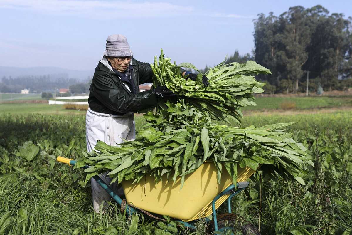 Grelos: el superalimento oculto de la huerta gallega