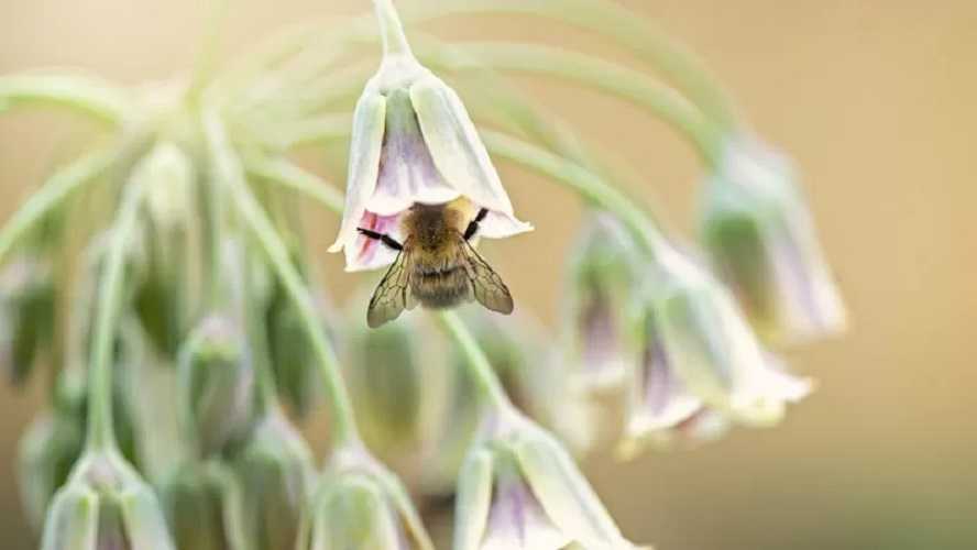 Las abejas