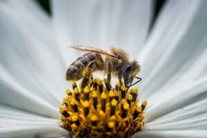 Las abejas y su sofisticado e interesante cerebro