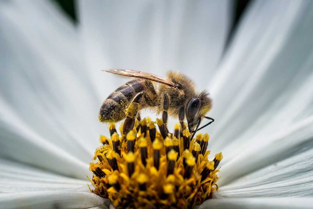 Las abejas y su sofisticado e interesante cerebro
