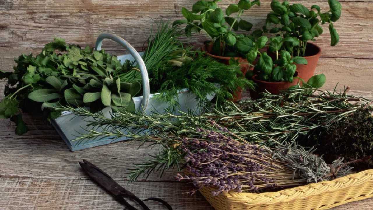 Albahaca: la hierba que reduce el nivel elevado de azúcar en la sangre