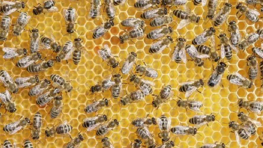 Las abejas