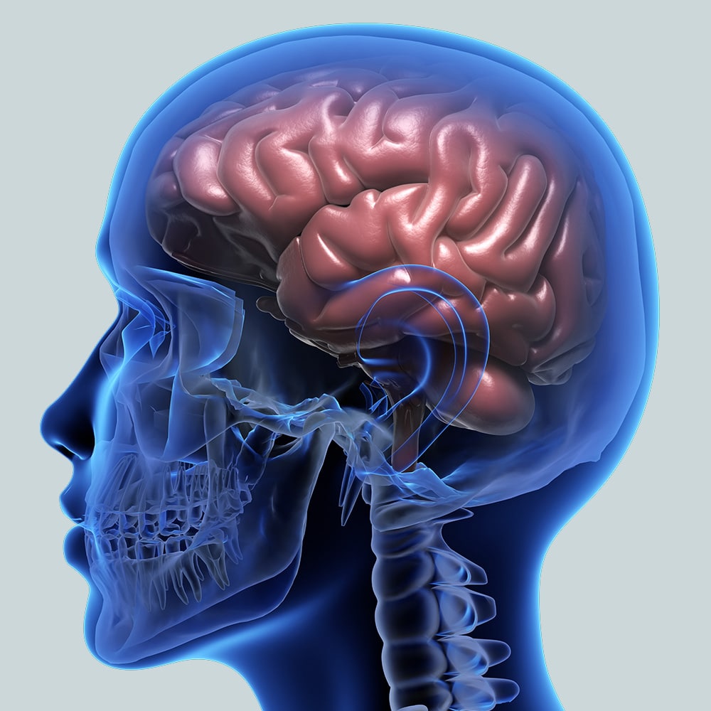 el cerebro necesita pausas