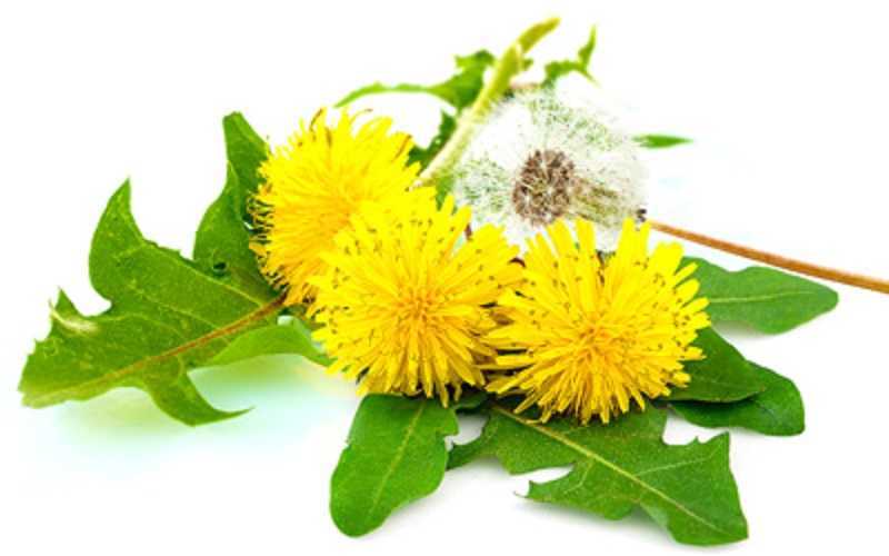 Infusión de diente de león