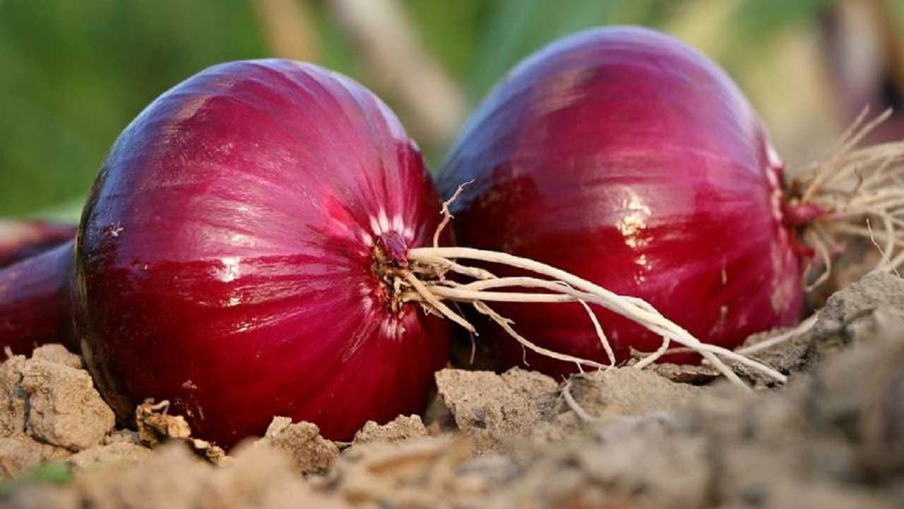 Infusión de cebolla para reducir los niveles de azúcar