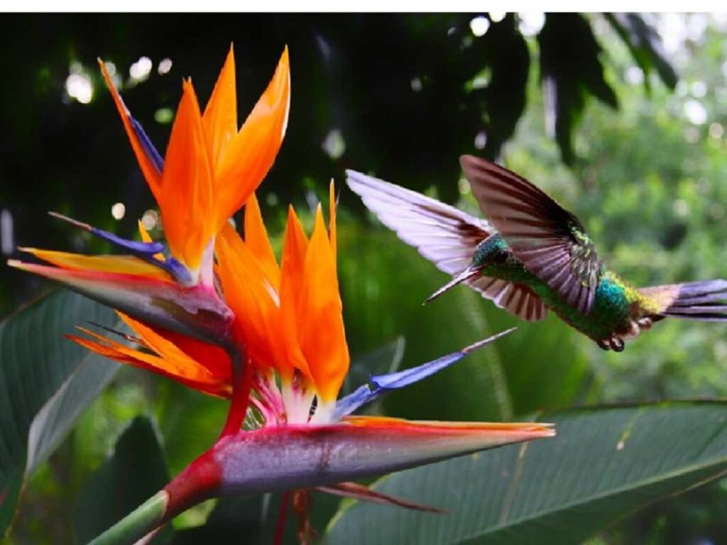 Ave del Paraíso: conoce el significado de esta exótica flor - CURADAS