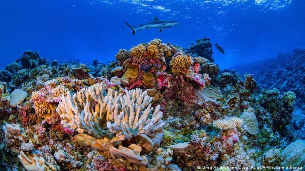 Arrecifes de coral: cientificos buscan monitorearlos a través del sonido