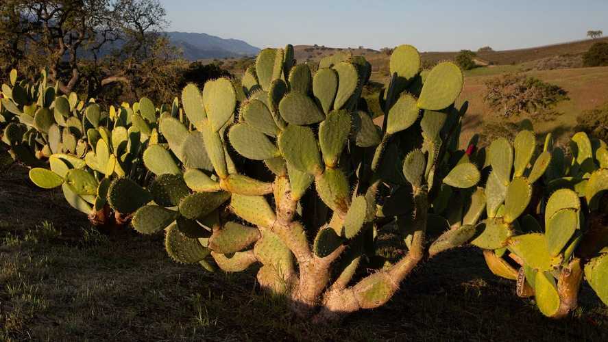 Cactus