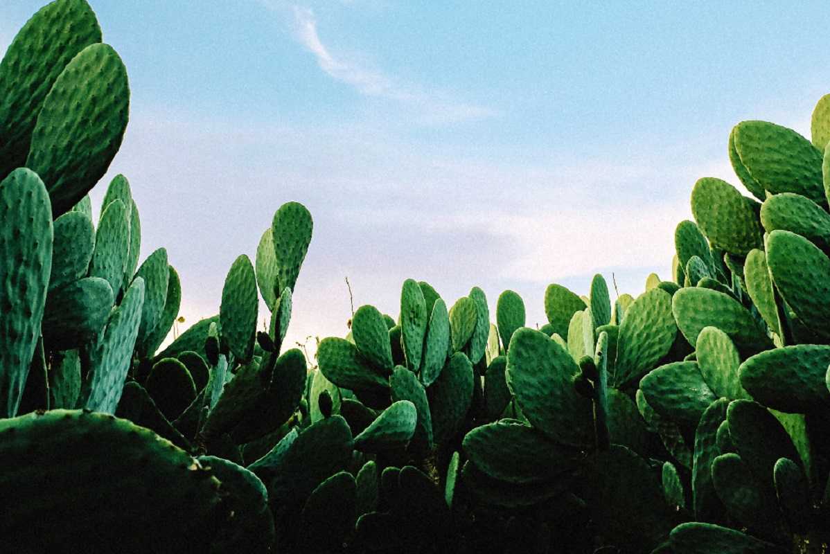Los cactus pueden servir como antenas de Wi-Fi, según estudio