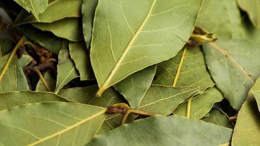 Suero de laurel y aceite de oliva