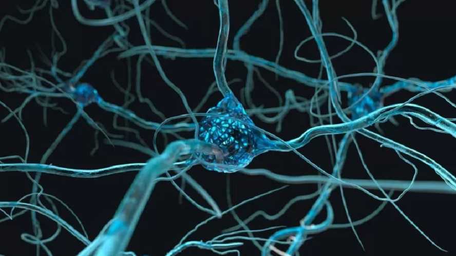El cerebro humano