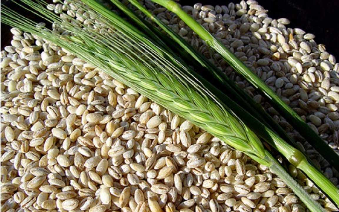 La cebada: el alimento que regula el azúcar y controla el apetito