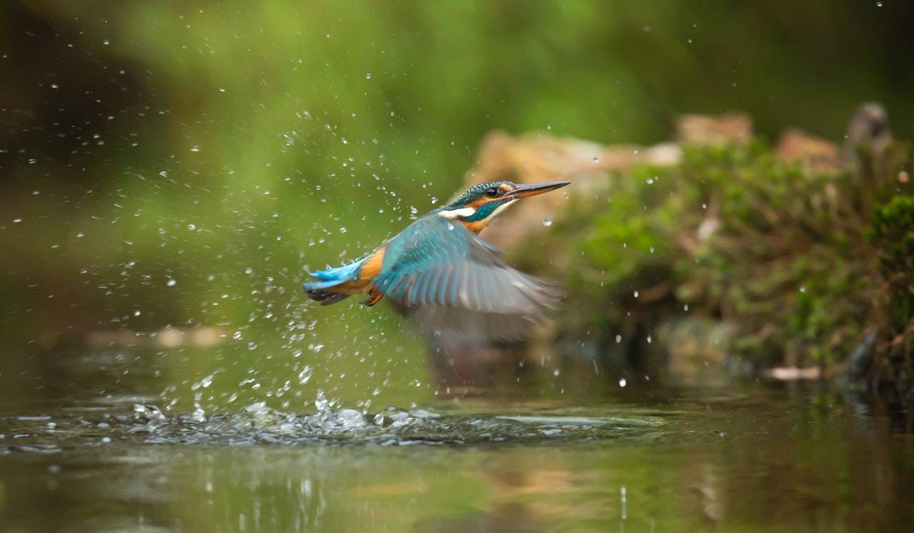 Jimmy Marull el vuelo de los pájaros