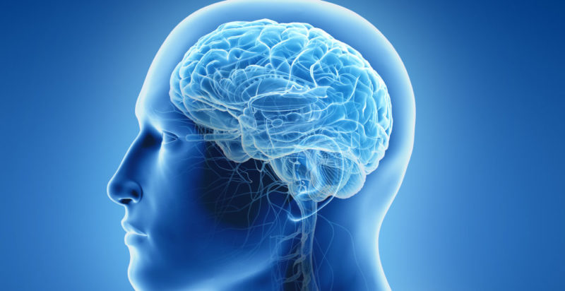alimentos para el cerebro
