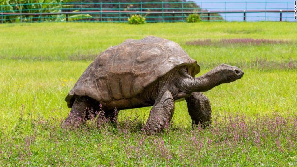 Tortuga