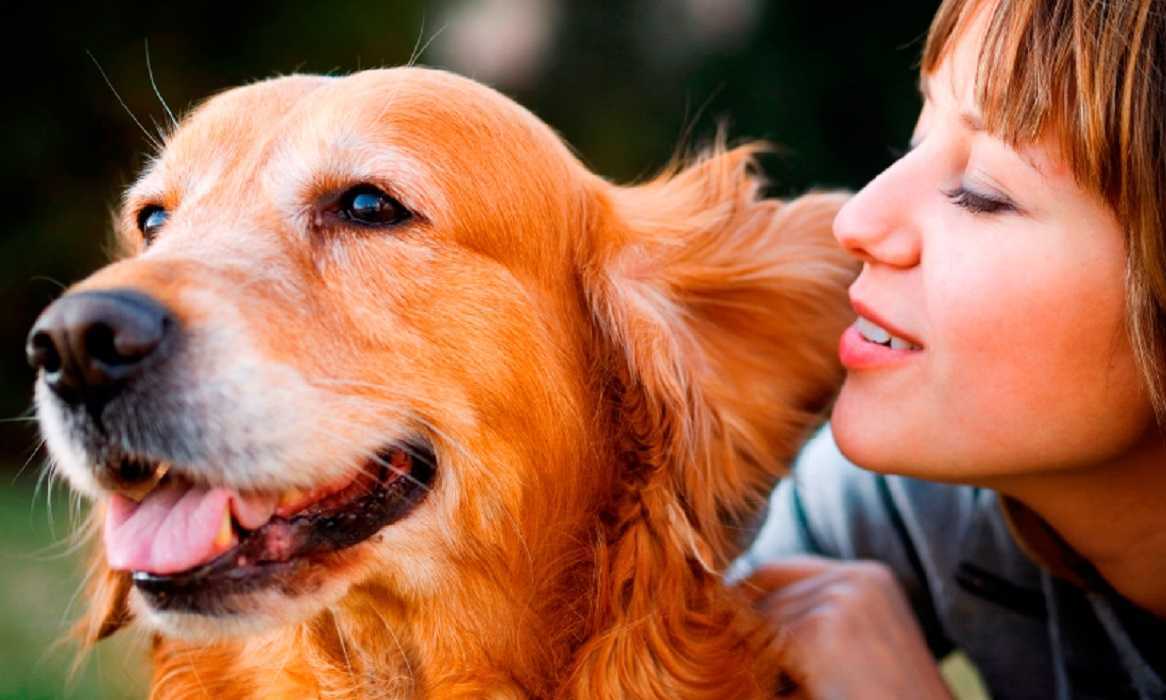 Los perros al reencontrarse con sus dueños lloran de alegría