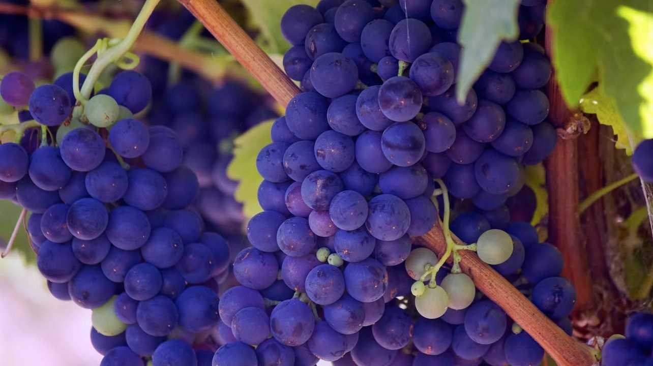 Comer uvas ayuda al cerebro contra la demencia