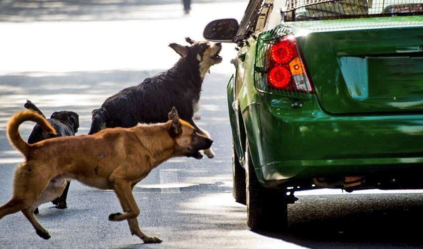 perros