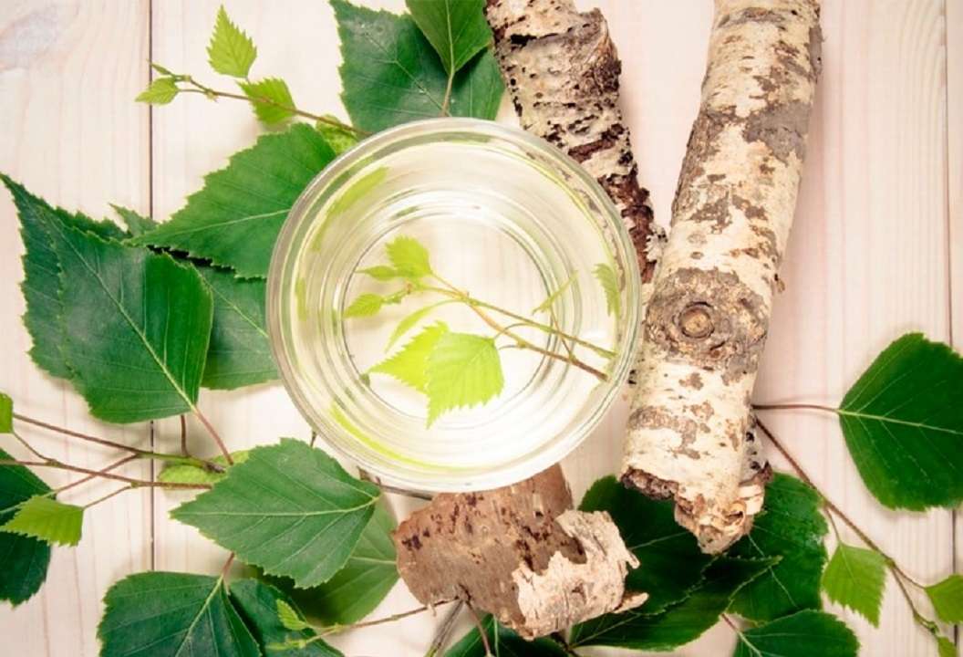 Abedul para eliminar las piedras de los riñones