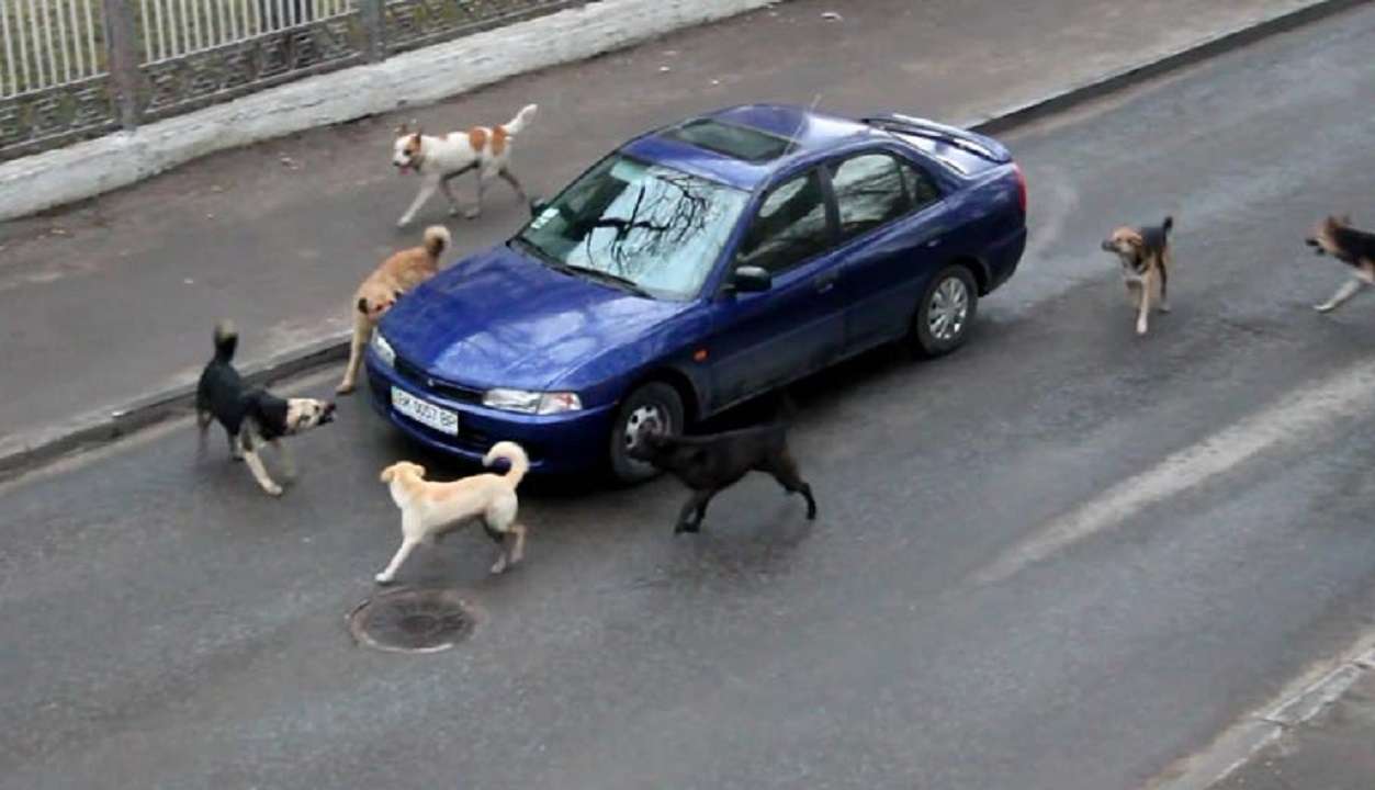Perros: conoce la razón por la cual ladran a los vehículos