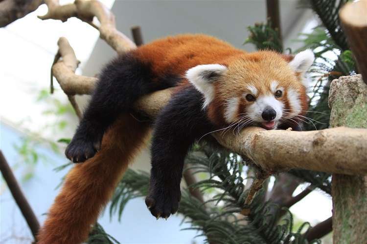 Panda rojo