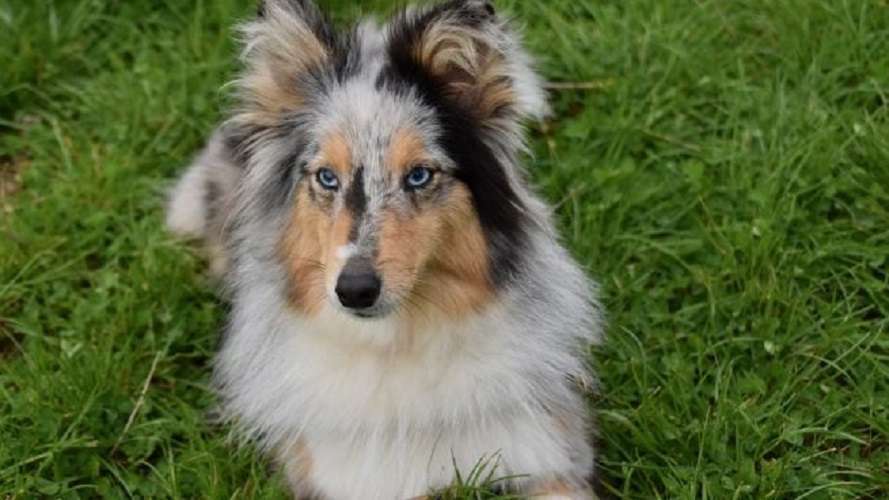 ¿Tu perro te lame la cara? 