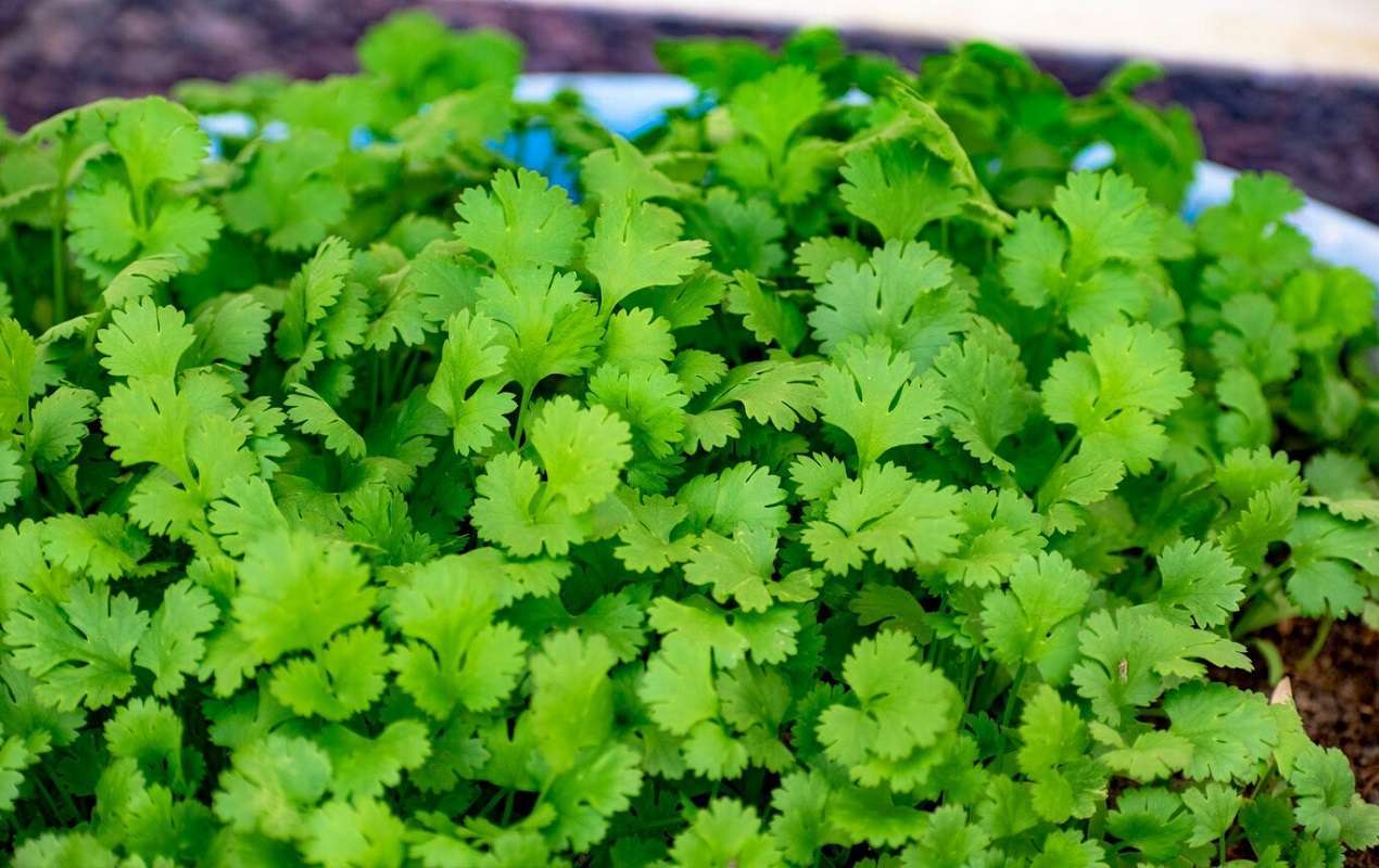 El cilantro y sus propiedades curativas para cuidar la salud