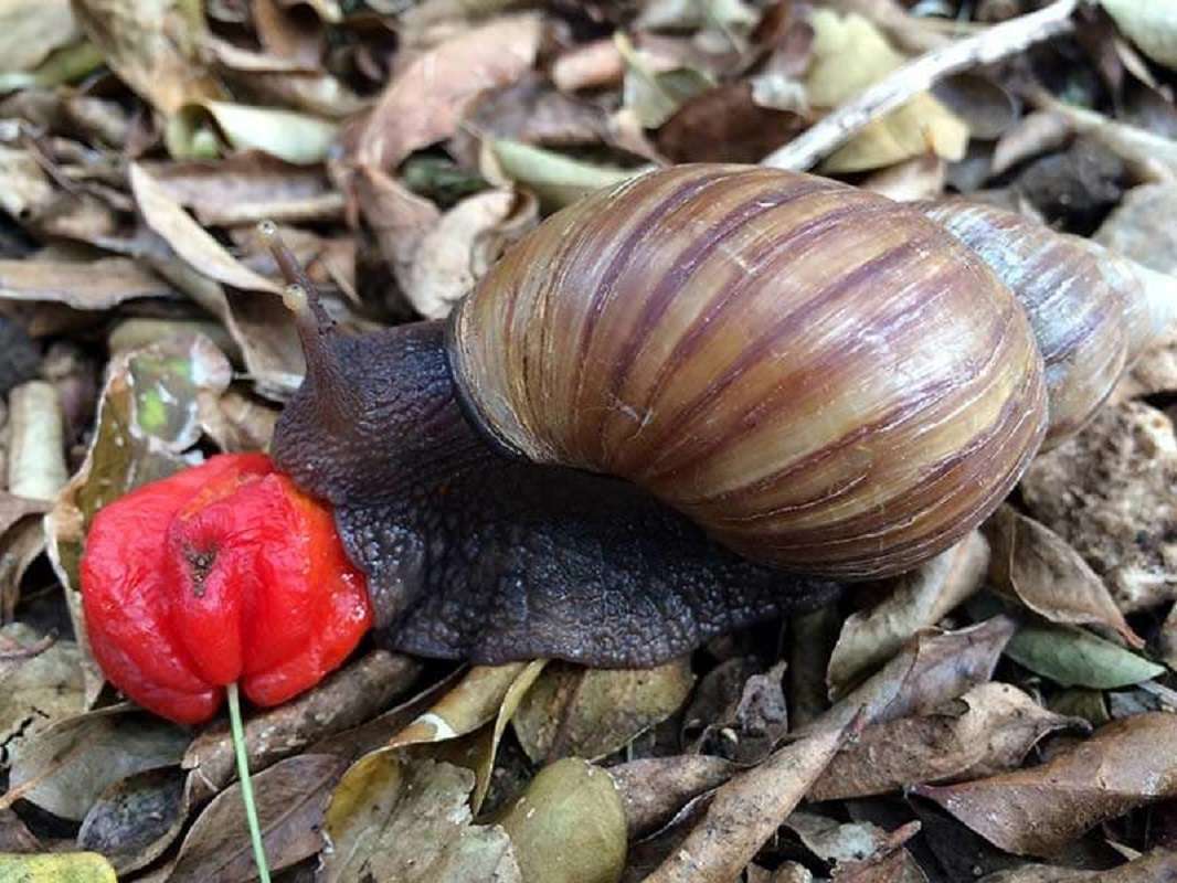 Caracol africano: cómo identificarlo y qué hacer si lo encuentras