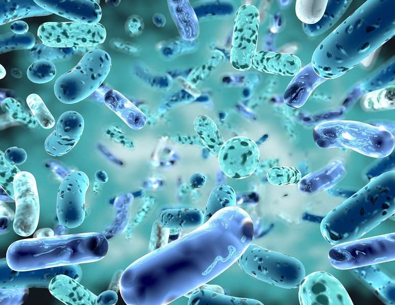 Bacterias