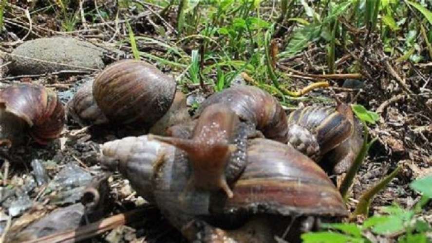 Caracol africano