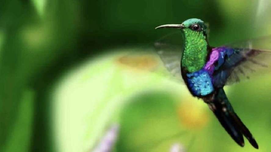 Colibrí en tu casa: conoce los significados de la visita de esta ave