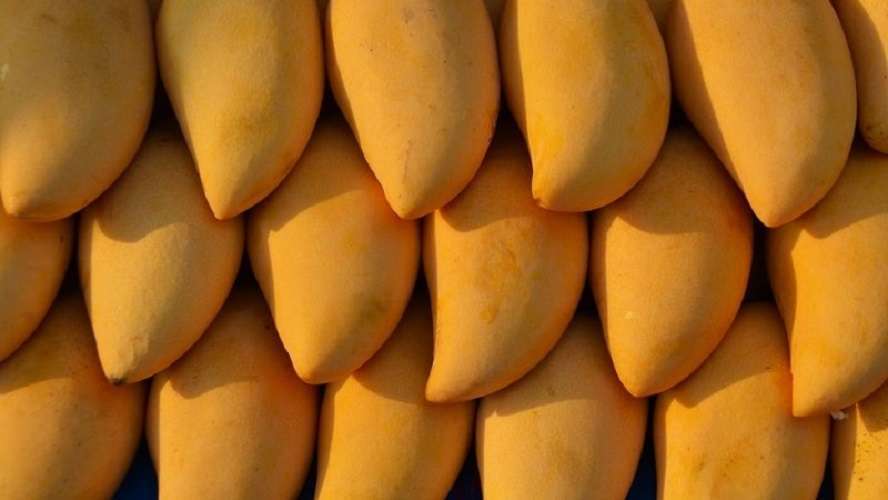 Infusión de hojas de mango