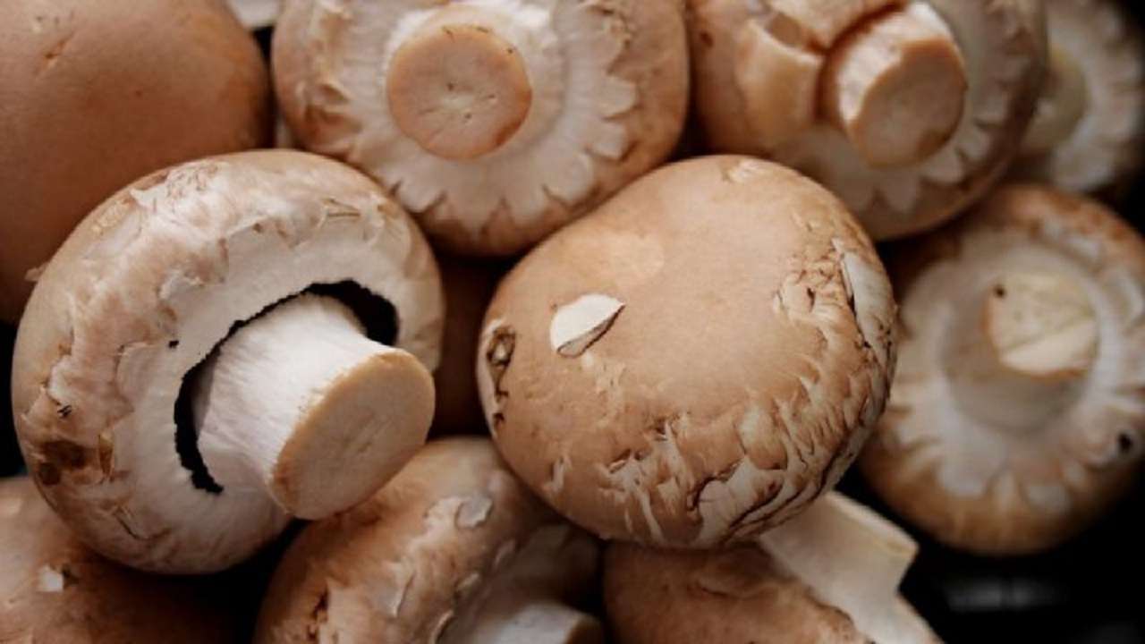 Champiñones para reducir el colesterol y retrasar el envejecimiento