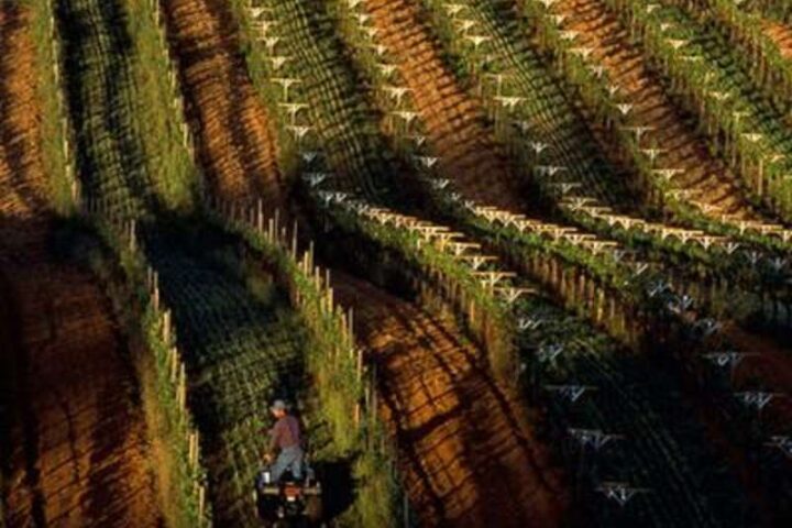 El cambio climático y la aparición de la agricultura