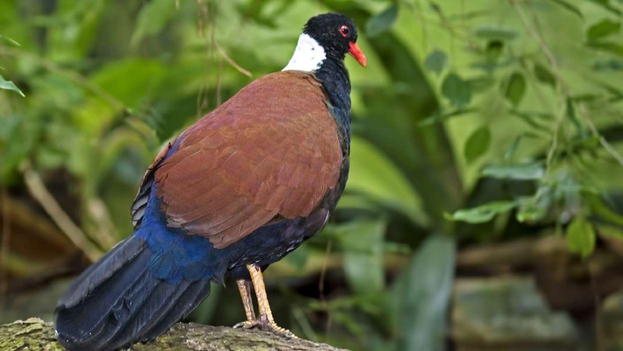 Paloma faisán de nuca negra que se creía extinta es documentada