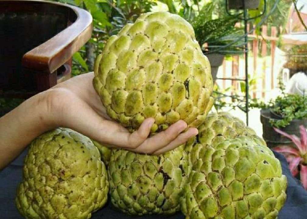 Anón: el superalimento que frena el envejecimiento y el cansancio