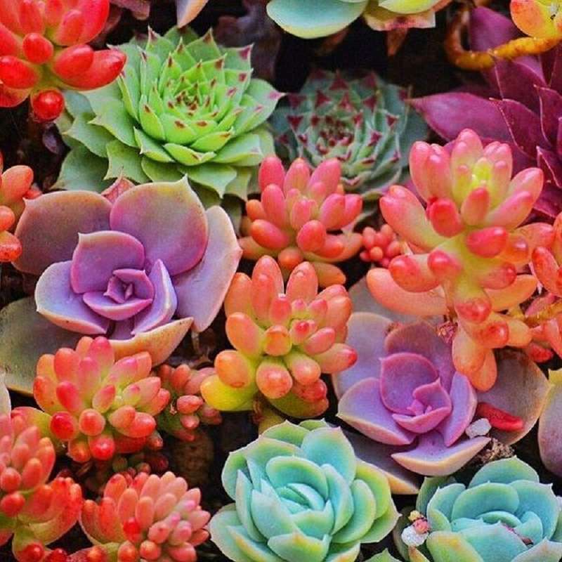 Suculentas: entérate cómo cambiarlas de color sin lastimarlas