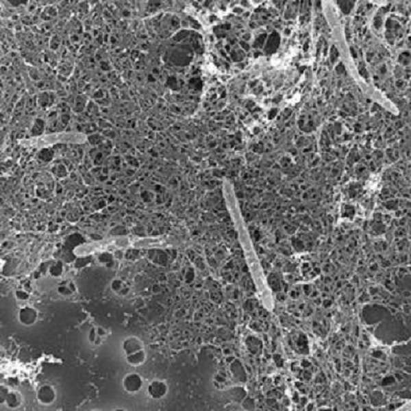 Materia oscura microbiana