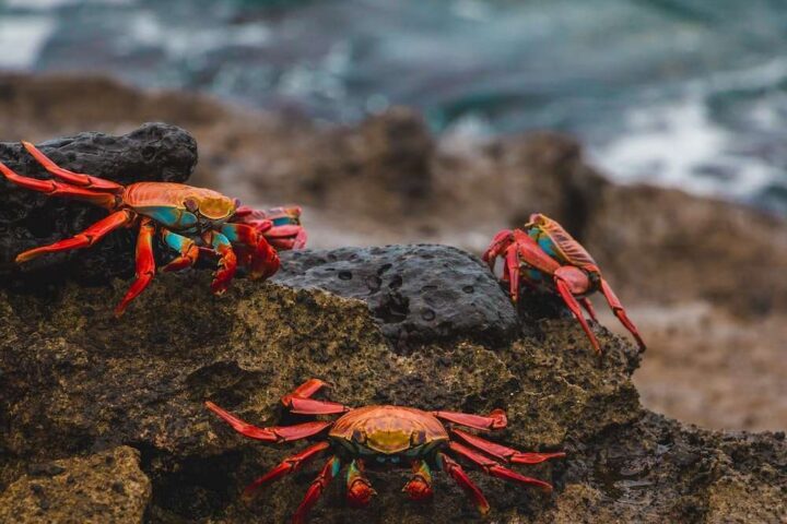 Cangrejos: conoce por qué los caminan de costado