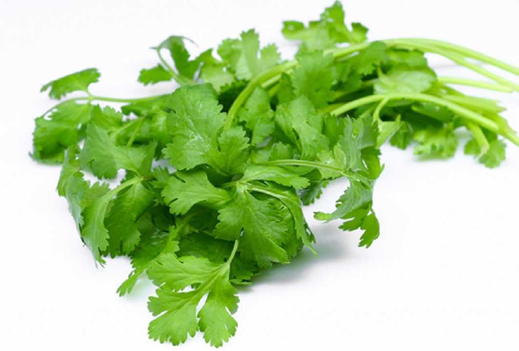 Cilantro: ayuda a bajar el azúcar y elevar la producción de insulina