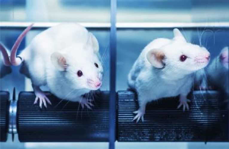 experimentación con animales